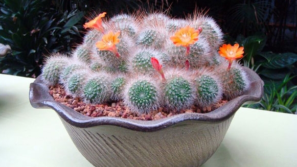 办公室装修风水植物有哪些可以。。？？？？